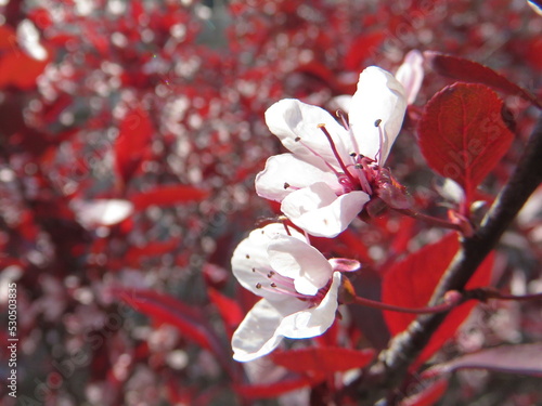 Cherry blossom trees in China
