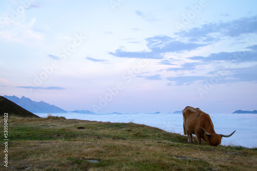 Shetland cow on the ridge of the Pyrenees
