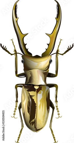 Cyclommatus metallifer メタリフェルホソアカクワガタ