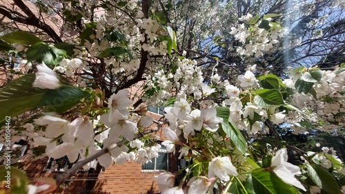 Cherry blossom trees in China