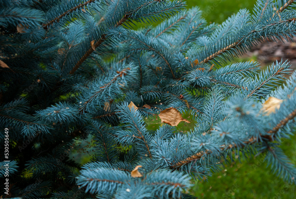 A leaf from a tree lies on the needles of a fir tree