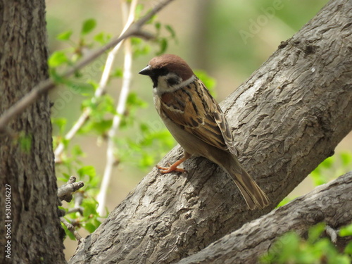 Asian tree sparrow in China