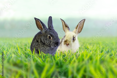 草原に座るカメラ目線の白ウサギと黒ウサギ © chikala