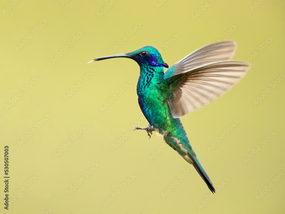 Fototapeta premium Lesser violetear (Colibri cyanotus), also known as the mountain violet-ear, is a medium-sized, metallic green hummingbird species commonly found in forested areas from Costa Rica to South america