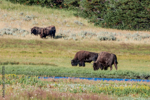 Bisons (Bison bison) in Yellowstone National Park, USA