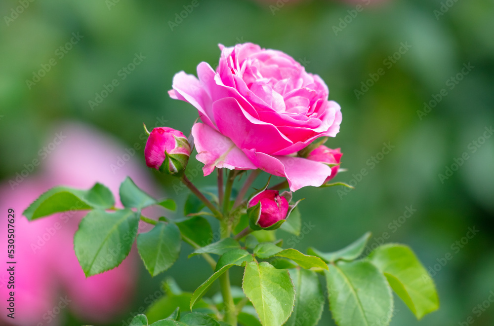 Beautiful decorative rose in the park.