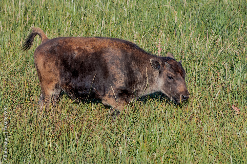 Bison (Bison bison) in Yellowstone National Park, USA Bison (Bison bison) in Yellowstone National Park, USA