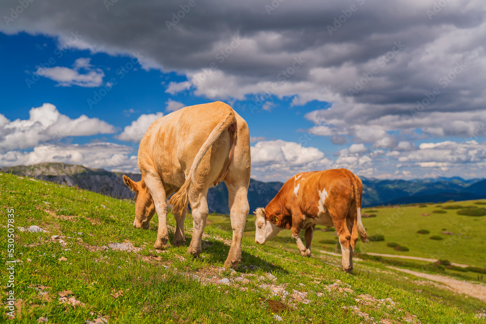 Grazing cows in the meadows of Austria.