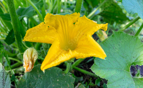 Yellow flowers on a pumpkin plant.
