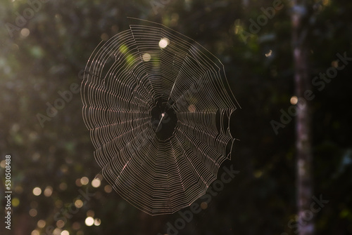 Empty spider web.this photo was taken from bangladesh.