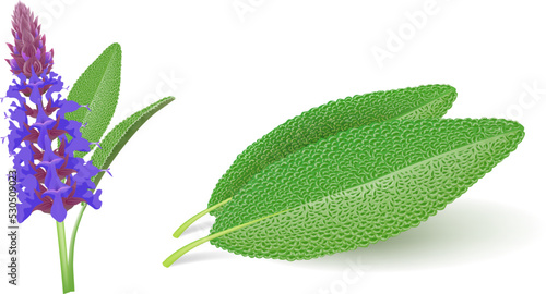 Sage (Salvia officinalis) flower and leaves isolated on white background