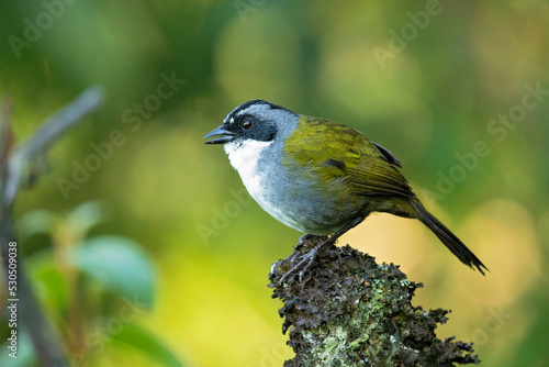 Grey-browed brushfinch (Arremon assimilis) is a species of bird in the family Passerellidae. It is found in the undergrowth of humid forest, especially near the edges, at altitudes of 300 to 1,200 met photo