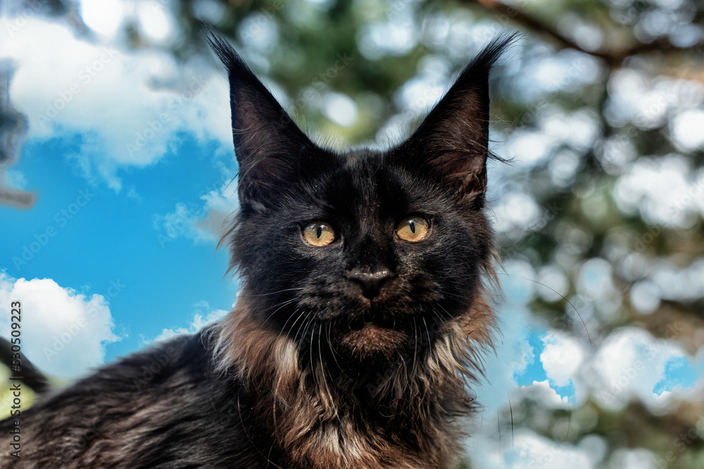 A lovely big black maine coon kitten sitting on a tree in a forest in summer. A lovely big black maine coon kitten sitting on a tree in a forest in summer.