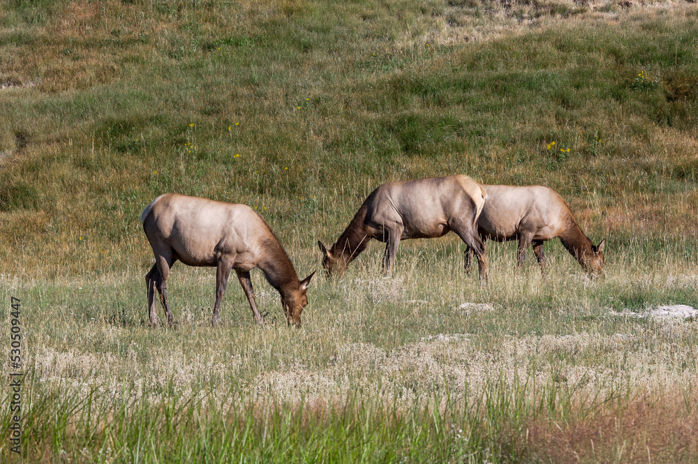 Elk (Cervus canadensis) females in Yellowstone National Park, USA Elk (Cervus canadensis) females in Yellowstone National Park, USA