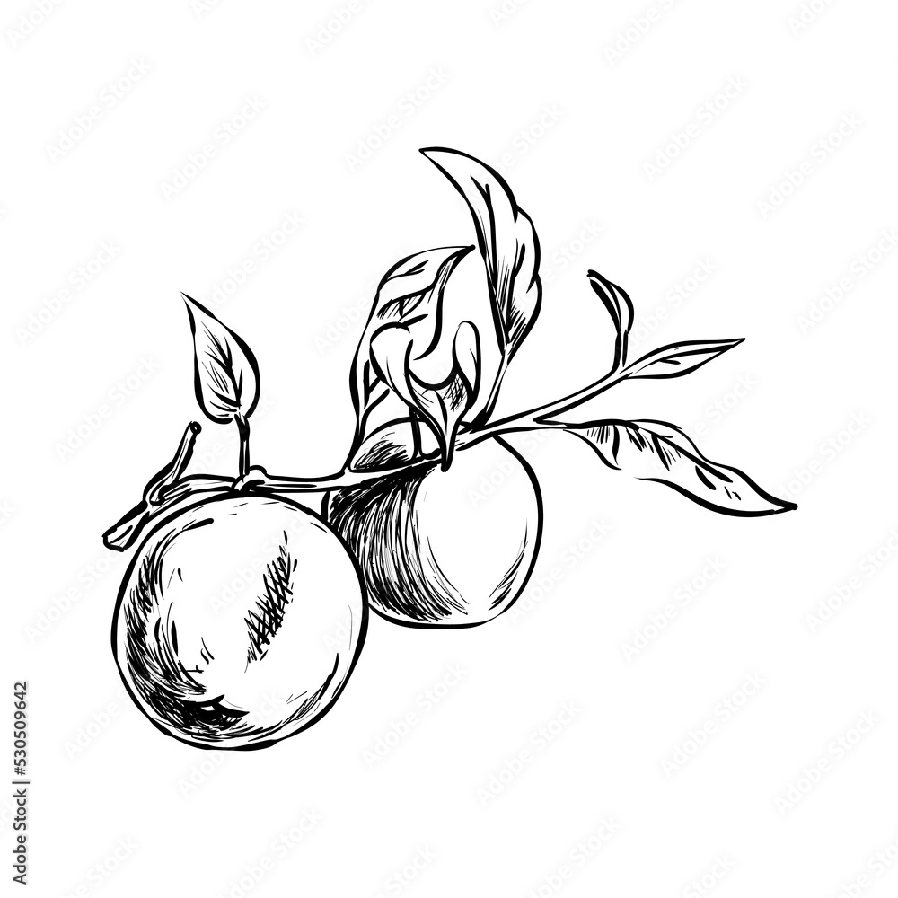 Fototapeta premium Apple fruit illustration in a hand-drawn style