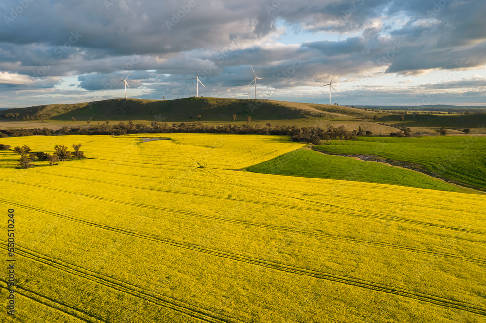 Looking down on canola fields with wind turbines in the distance: