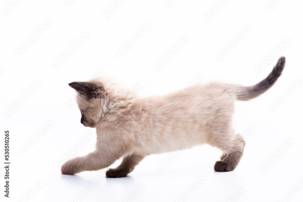 Funny little fluffy Siamese kitten runs and jumps playfully. Cat games. Isolated on white background