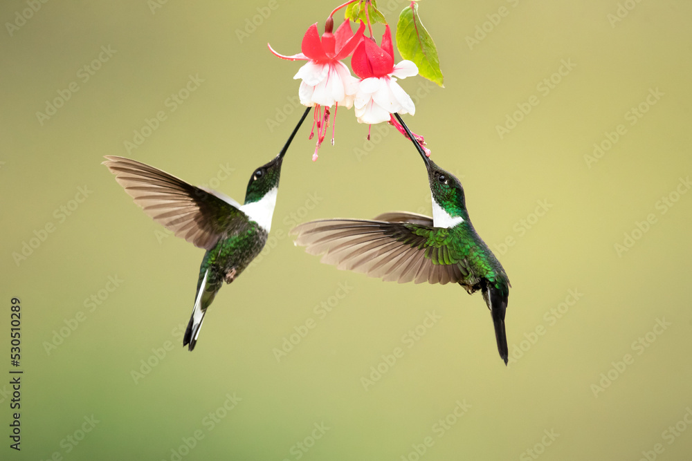 Fototapeta premium Collared inca (Coeligena torquata) is a species of hummingbird found in humid Andean forests from western Venezuela, through Colombia and Ecuador, to Peru and Bolivia.