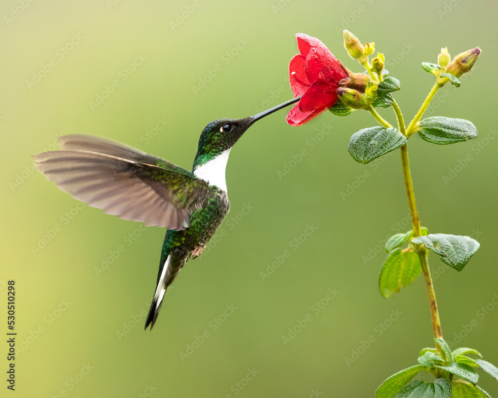 Fototapeta premium Collared inca (Coeligena torquata) is a species of hummingbird found in humid Andean forests from western Venezuela, through Colombia and Ecuador, to Peru and Bolivia.