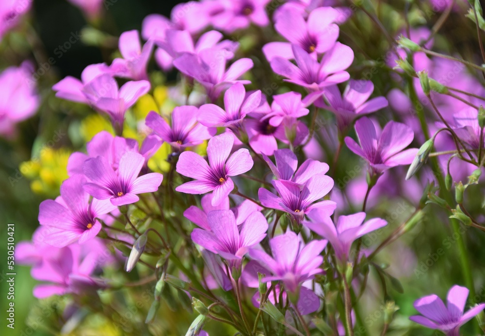 Fototapeta premium flowers in the garden