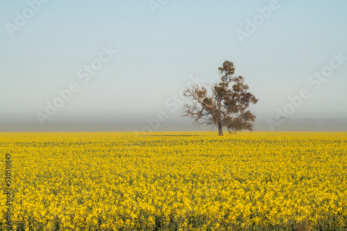 Lone tree on a misty morning in a canola field.