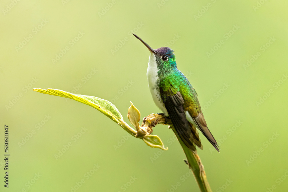 Fototapeta premium Andean emerald (Uranomitra franciae) is a species of hummingbird in the