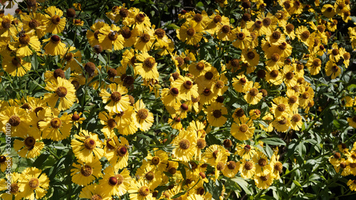 Helenium (x) autumnale | Hélénies d'automne à floraison buissonnante jaune canari autour d'un coeur bombé brunâtre sur tiges au feuillage vert franc