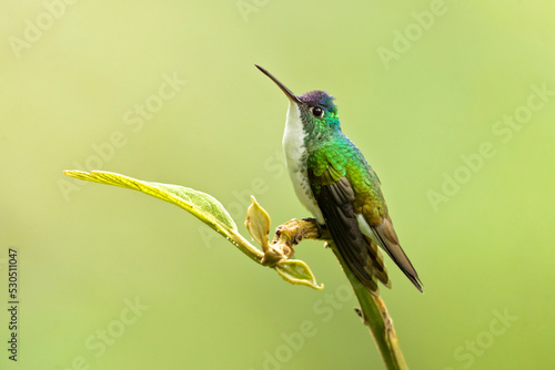 Andean emerald (Uranomitra franciae) is a species of hummingbird in the "emeralds", tribe Trochilini of subfamily Trochilinae. It is found in Colombia, Ecuador, and Peru.