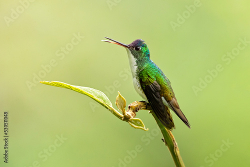 Andean emerald (Uranomitra franciae) is a species of hummingbird in the "emeralds", tribe Trochilini of subfamily Trochilinae. It is found in Colombia, Ecuador, and Peru.