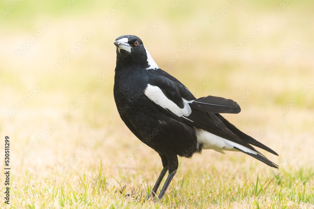 Obraz premium Australian magpie standing on dry grass.
