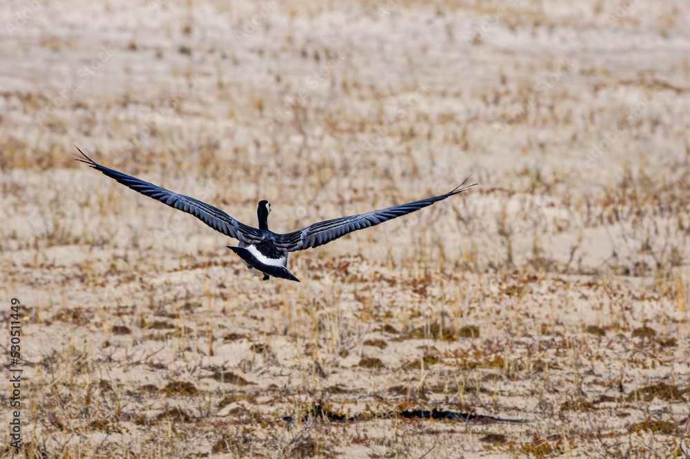 Barnacle Goose (Branta leucopsis) in Barents Sea coastal area Barnacle Goose (Branta leucopsis) in Barents Sea coastal area
