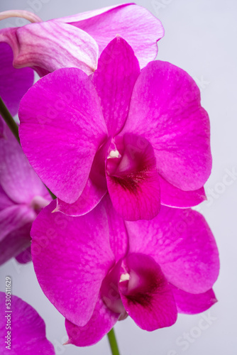 Blooming Bunch of Pink orchid isolated on white background.