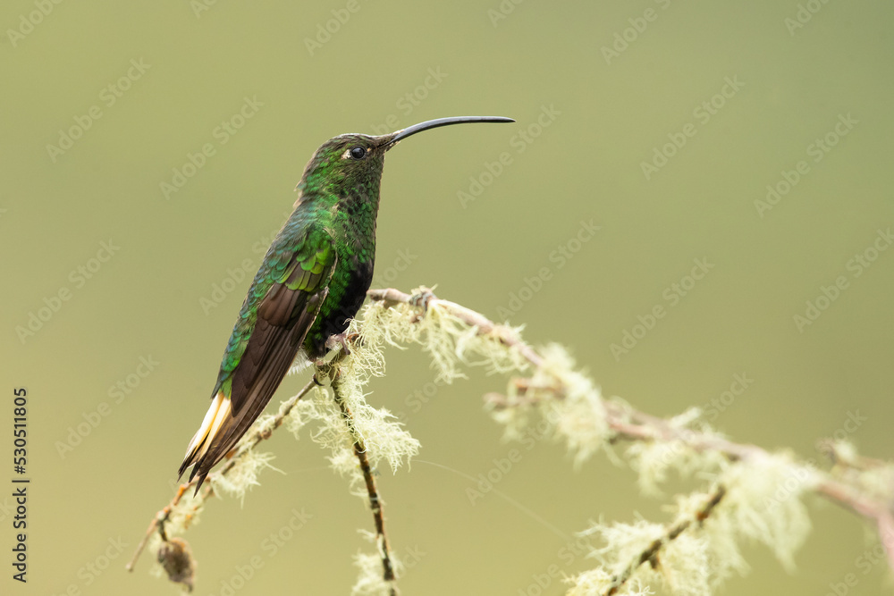Fototapeta premium Mountain velvetbreast (Lafresnaya lafresnayi) is a species of hummingbird in the 