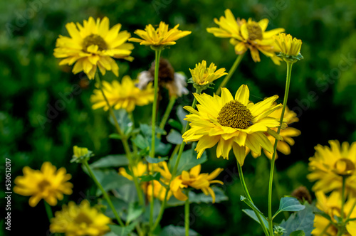 Brilliant yellow rudbeckia fulgida flowers in a natural environment from close range