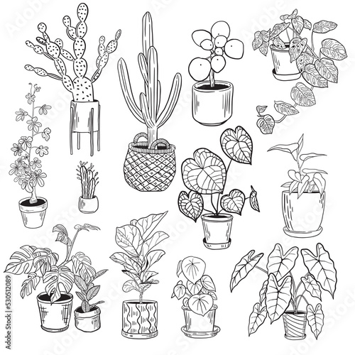 Hand drawn ink houseplant collection