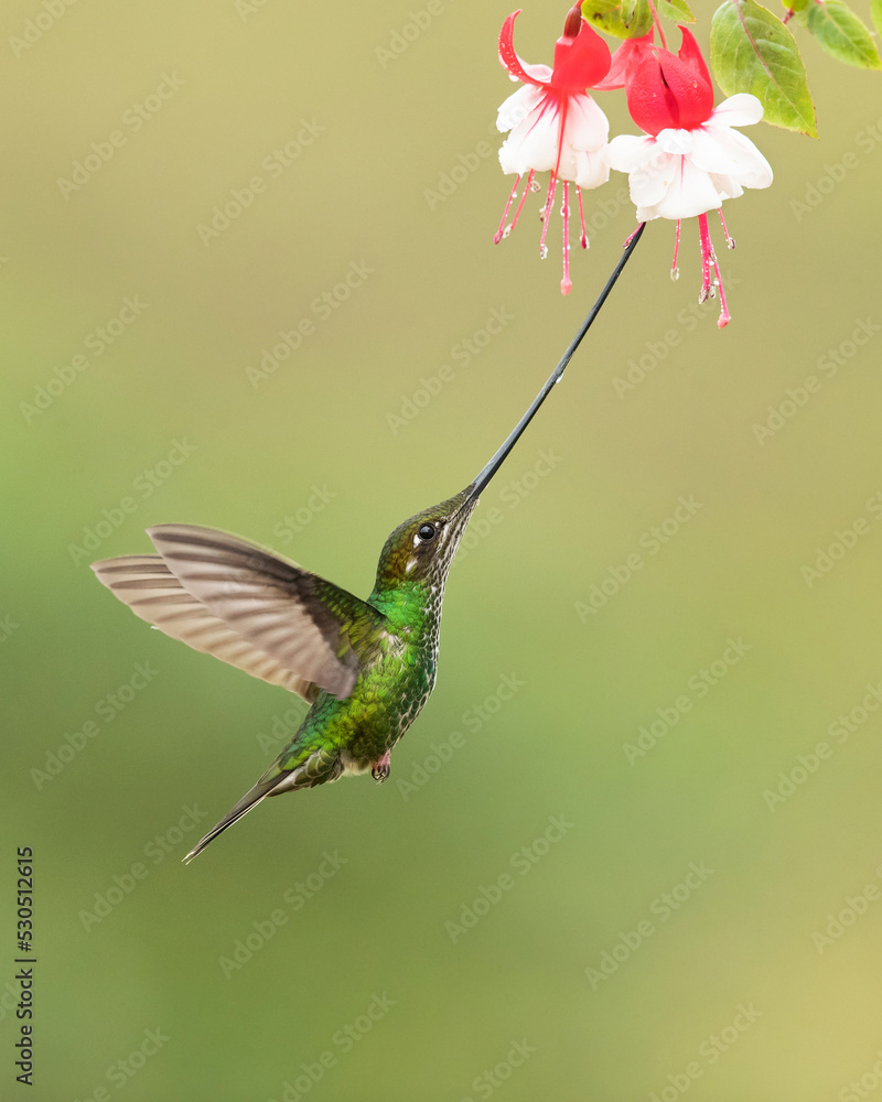 Fototapeta premium Sword-billed hummingbird (Ensifera ensifera), also known as the swordbill, is a neotropical species of hummingbird from the Andean regions of South America.