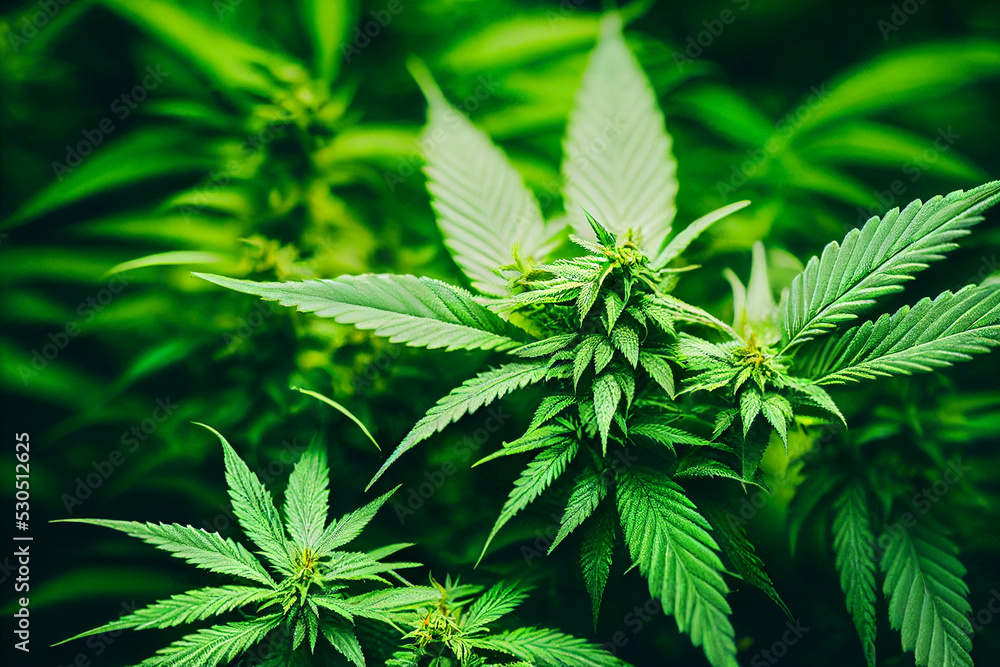 cannabis plant cultivation on a farm, close-up cannabis plant cultivation on a farm, close-up