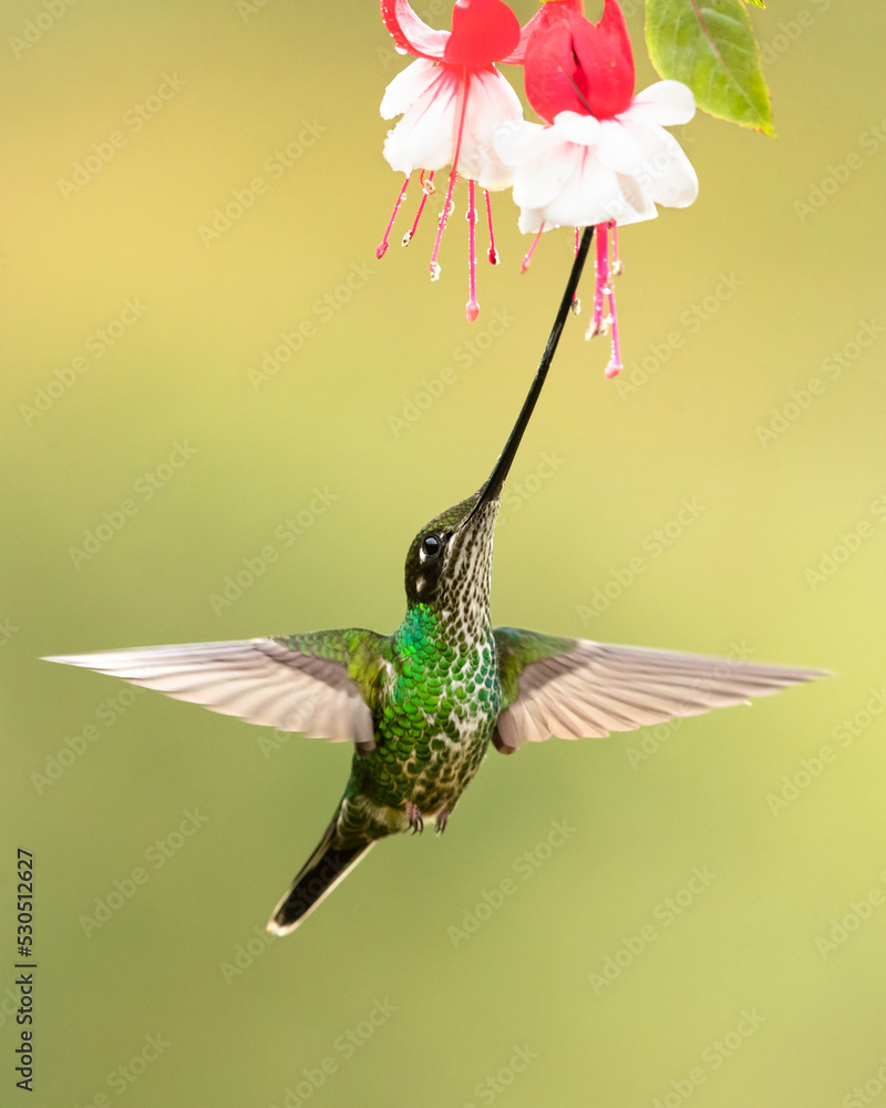 Fototapeta premium Sword-billed hummingbird (Ensifera ensifera), also known as the swordbill, is a neotropical species of hummingbird from the Andean regions of South America.