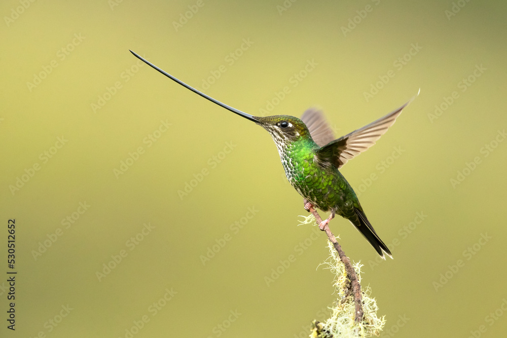 Fototapeta premium Sword-billed hummingbird (Ensifera ensifera), also known as the swordbill, is a neotropical species of hummingbird from the Andean regions of South America.