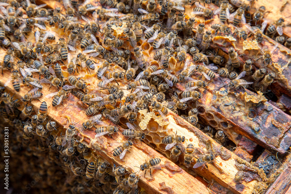 Open hive showing the bees swarming on a honeycomb.. Open hive showing the bees swarming on a honeycomb..