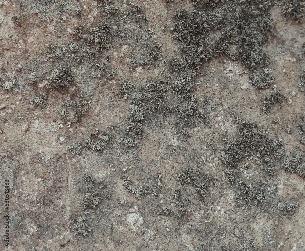 Naklejka premium Natural stone close up. An old big mossy rock texture. Organic abstract background in grey color palette.