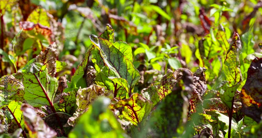 Green red beet foliage for cooking borscht , beet growing in the field for the production of soups and food Green red beet foliage for cooking borscht , beet growing in the field for the production of soups and food