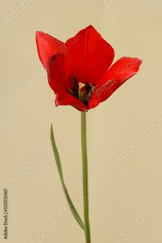 Bright scarlet tulip flower isolated on beige background.