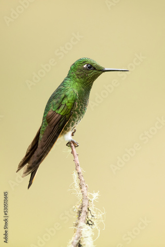 Buff-tailed coronet (Boissonneaua flavescens) is a species of hummingbird in the "brilliants", tribe Heliantheini in subfamily Lesbiinae. It is found in Colombia, Ecuador, and Venezuela.