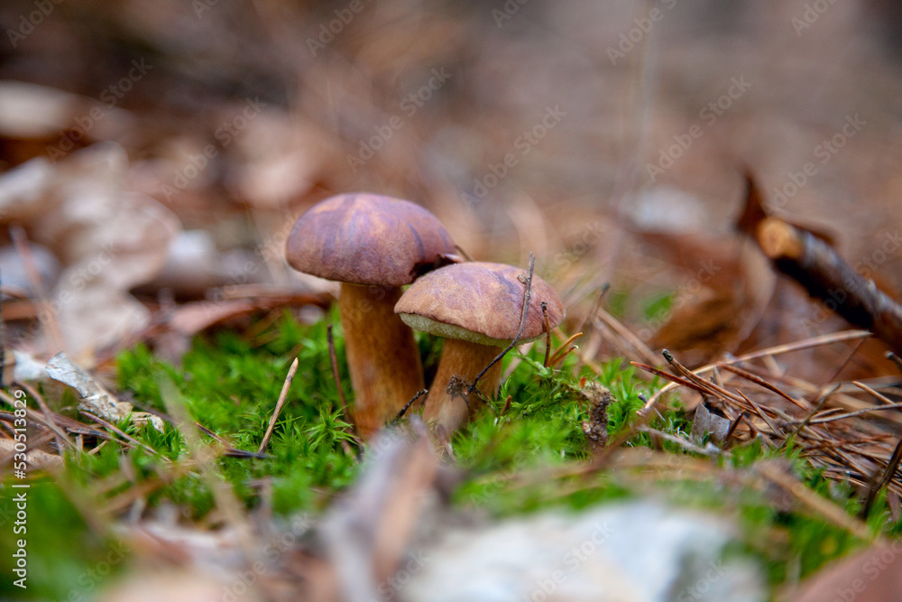Double mushroom imleria badia commonly known as the bay bolete or boletus badius growing in pine tree forest.. Double mushroom imleria badia commonly known as the bay bolete or boletus badius growing in pine tree forest..