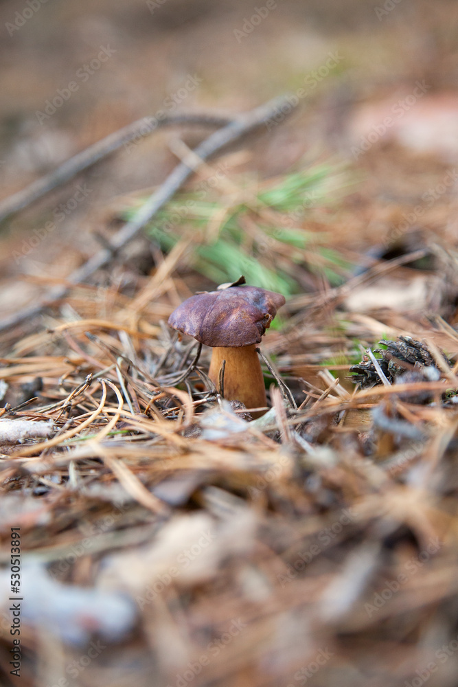 Imleria badia or Boletus badius commonly known as the bay bolete growing in pine tree forest.. Imleria badia or Boletus badius commonly known as the bay bolete growing in pine tree forest..