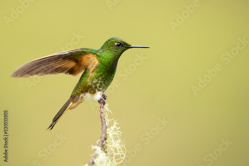 Buff-tailed coronet (Boissonneaua flavescens) is a species of hummingbird in the "brilliants", tribe Heliantheini in subfamily Lesbiinae. It is found in Colombia, Ecuador, and Venezuela.