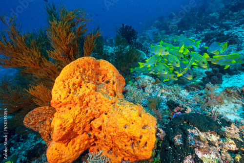 Reef scenic with ribbon sweetlips, Plectorhinchus polytaenia, Raja Ampat Indonesia. photo