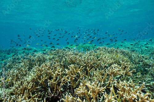 Fototapeta Naklejka Na Ścianę i Meble -  Reef scenic with Acropora stony corals, Raja Ampat Indonesia.
