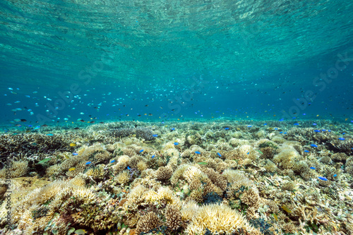 Reef scenic with Acropora stony corals, Raja Ampat Indonesia.